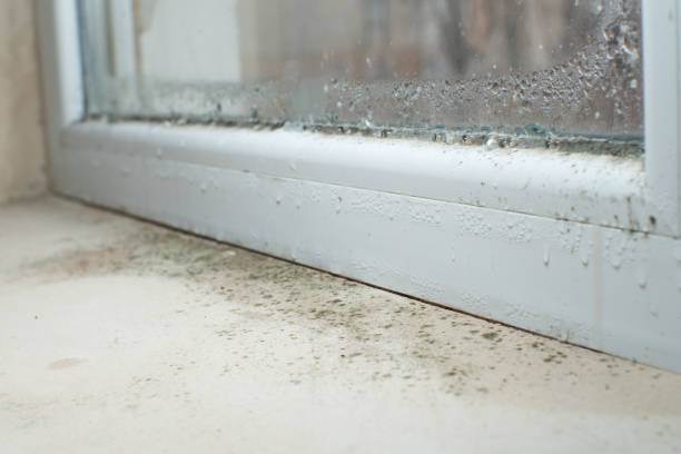 Why You Should Choose Our Mold Remediation Services in Thiells, NY